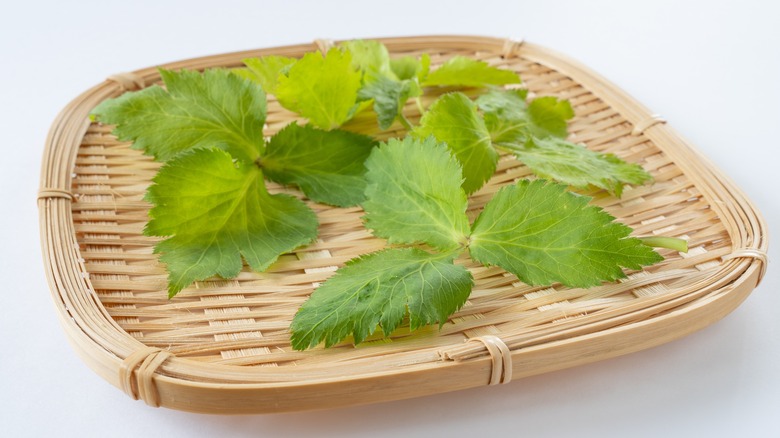Mitsuba Leaves