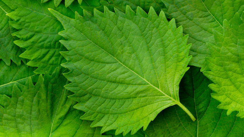 Green Shiso Leaves