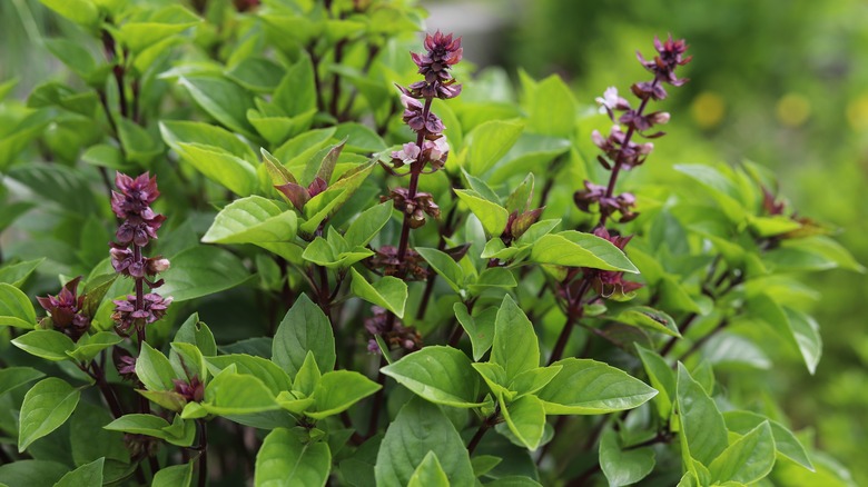 Thai Basil
