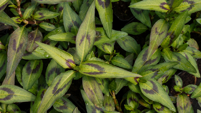 Vietnamese Coriander