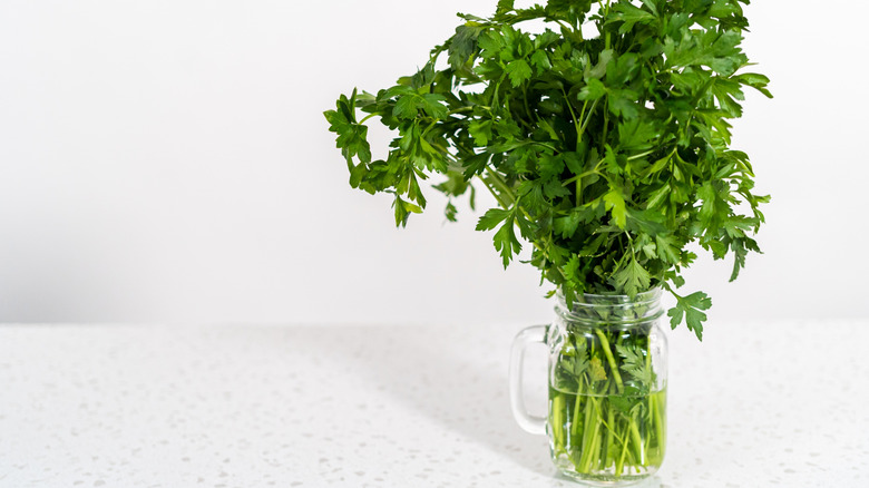 A bunch of fresh parsley sits in a mason jar