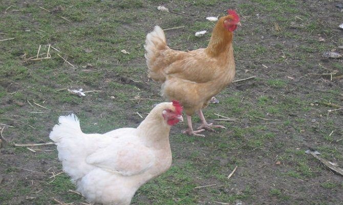 Hens