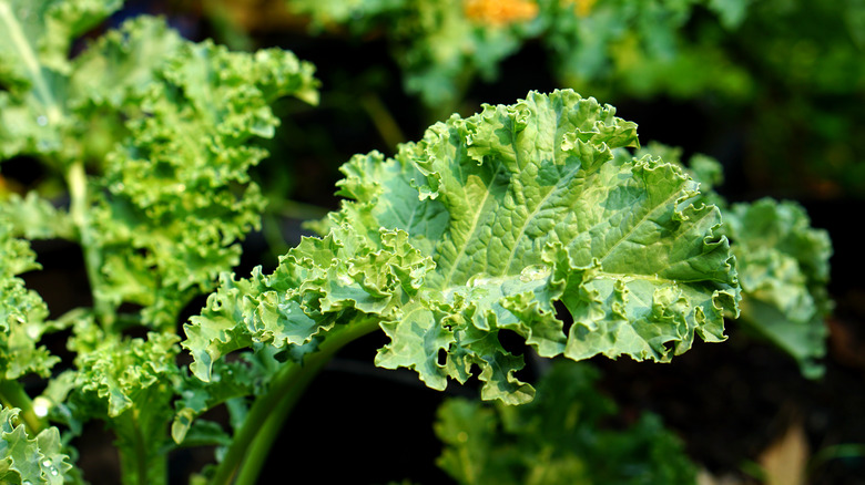 kale leaves growing