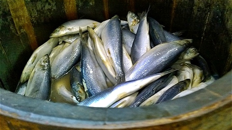 wooden container of herring