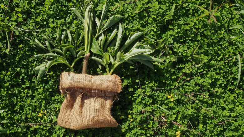 konjac plant