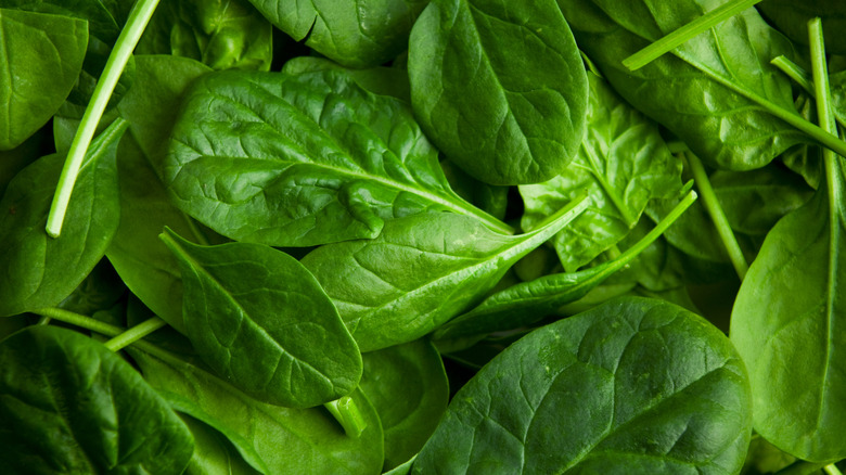 close up of spinach leaves