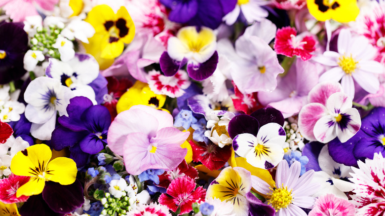 Close-up of edible flowers