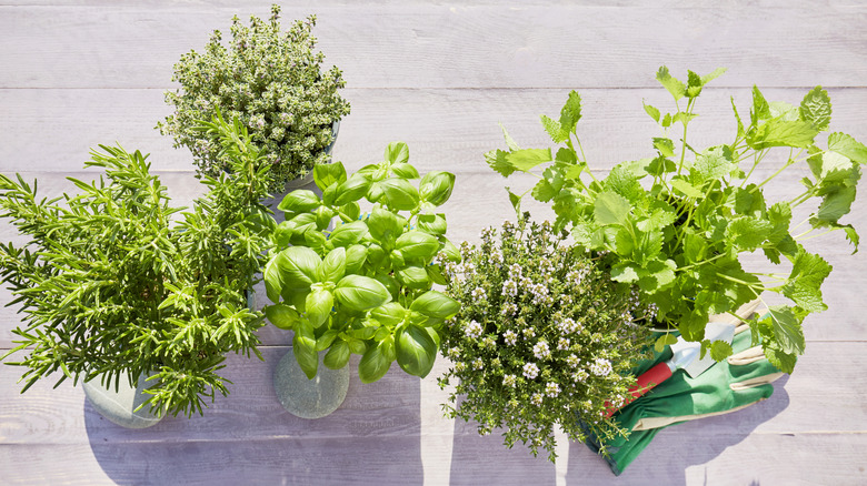 Assorted pitchers of fresh herbs
