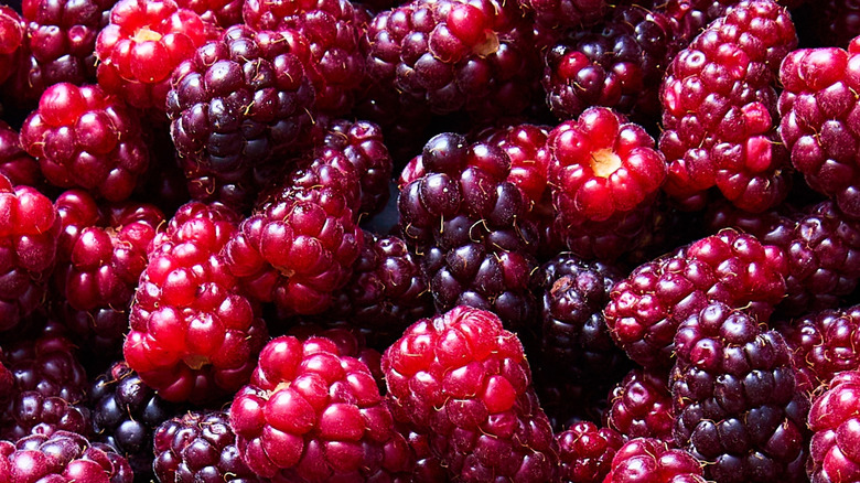 Close-up of many red and purple boysenberries