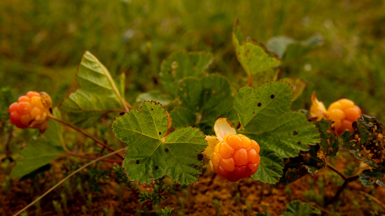 Wild cloudberries growing low to the ground
