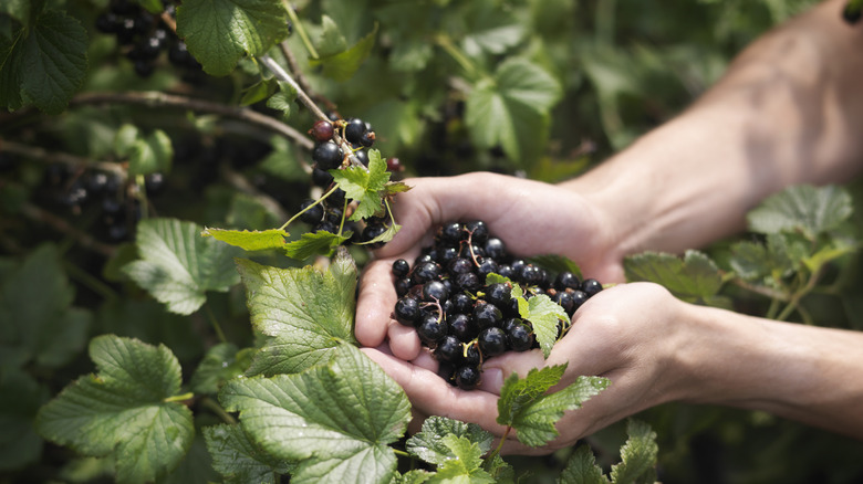 Hands holding freshly picked blackcurrants from a bush