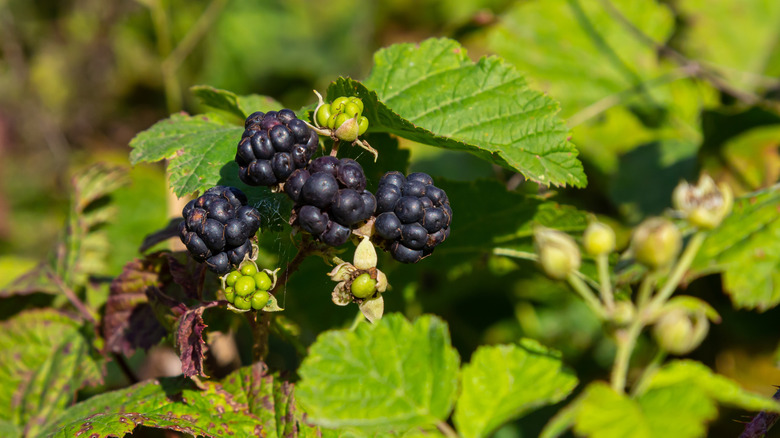 Close-up of ripe black dewberries growing on a bush