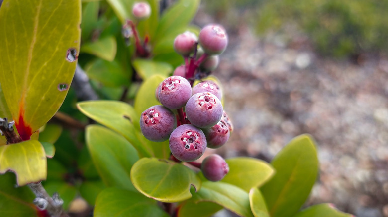 Closeup of wild Huckleberries, with a light purple color, growing on a bush