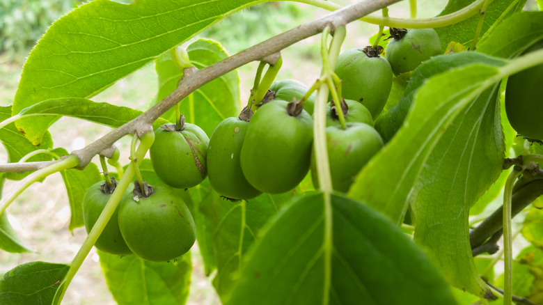 Green hardy kiwi berries growing on the vine