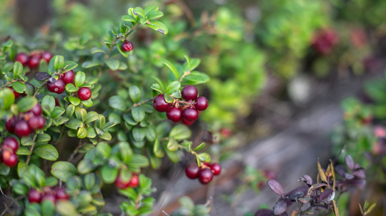 Ripe red lingonberries on branches, growing in the wild