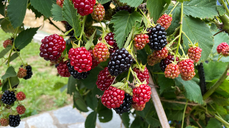 Red and black loganberries growing on a branch