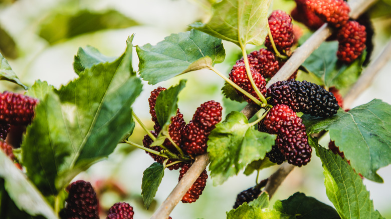 Mulberries growing on a tree