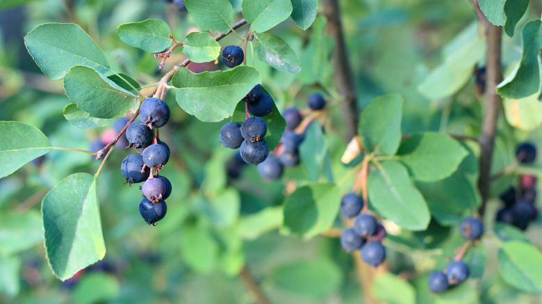 Ripe blue serviceberries growing on a tree branch