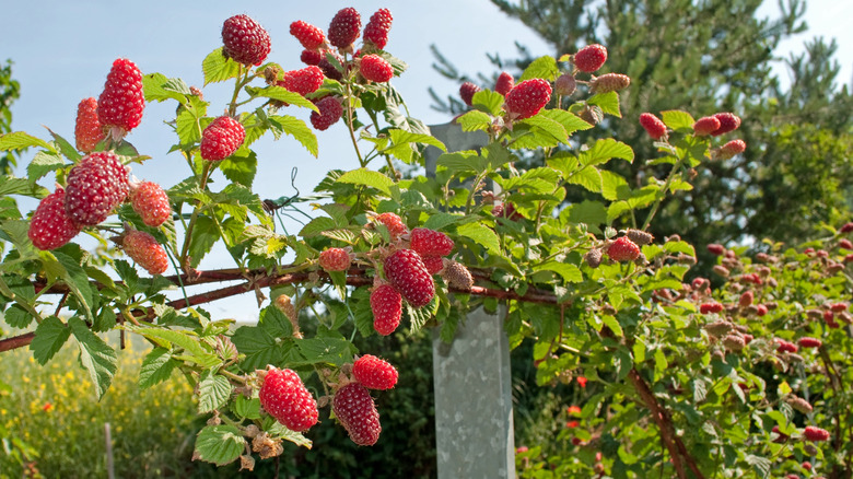 Vibrant red Tayberries growing on a bramble in a garden