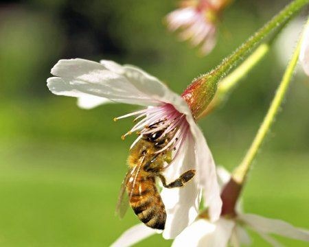 Bee Pollinating Cherry Blossom