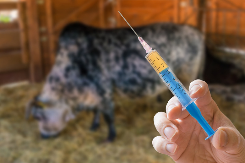 It's Full of Antibiotics