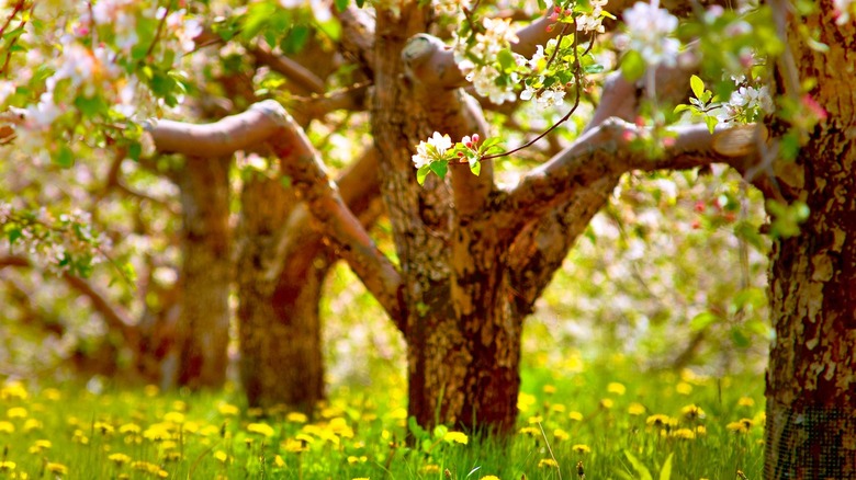 Boa Vista Orchards California