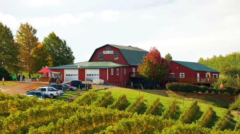 Carter Mountain Orchard Virginia