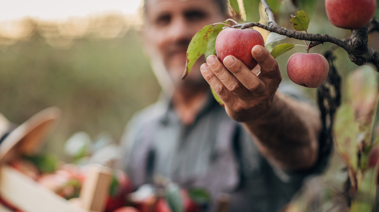 Man picking apple from tree