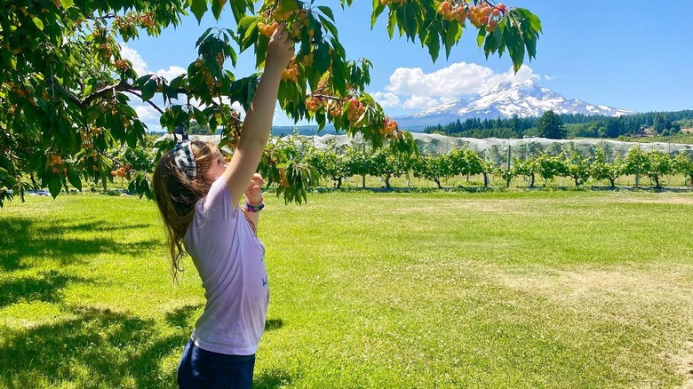 Kiyokawa Family Orchards Oregon