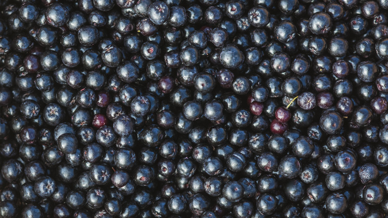 Close-up view of many chokecherries, used to make chokecherry pudding