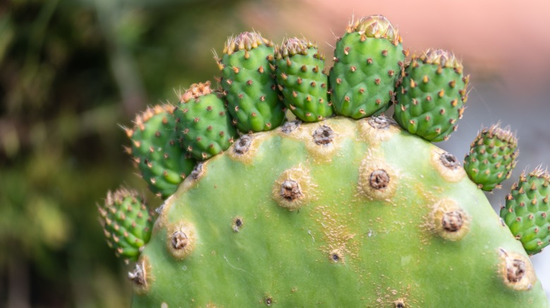 A large cactus pad on a prickly pear cactus