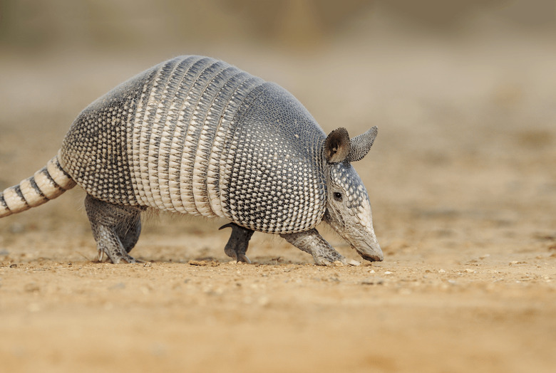 You Go 85 on the Highway and Are Only Slowed Down by Those Little Speedbumps Called Armadillos