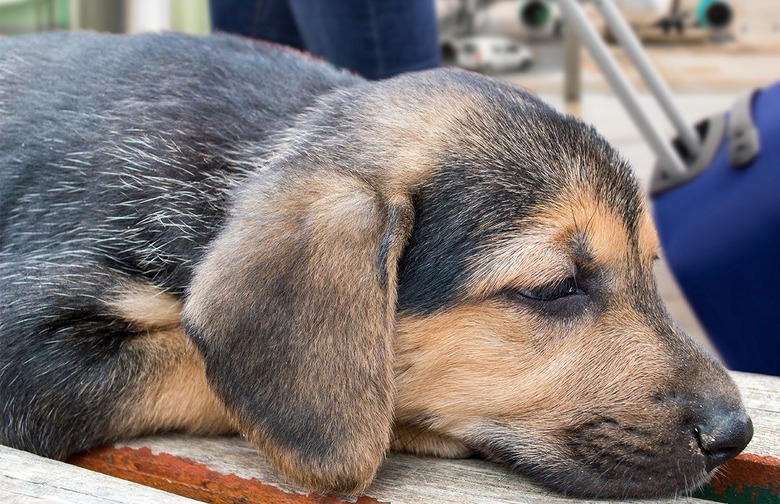 Pets in Cargo Are Not Going to Have a Good Time
