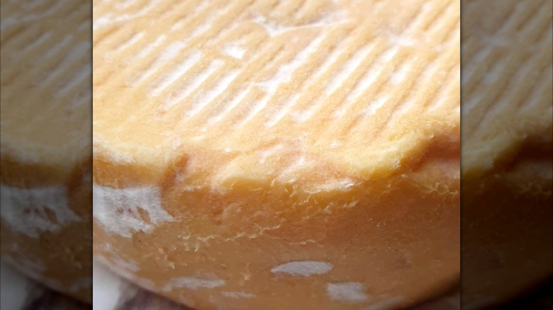 A close-up of the slightly molded rind on a king river gold cheese