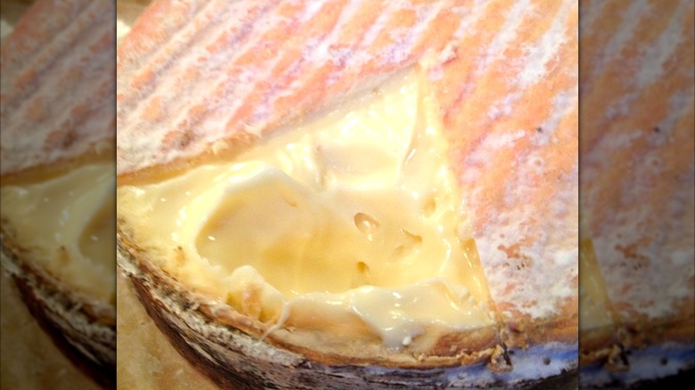 Close-up of a winnimere cheese wheel, showing the rind and interior