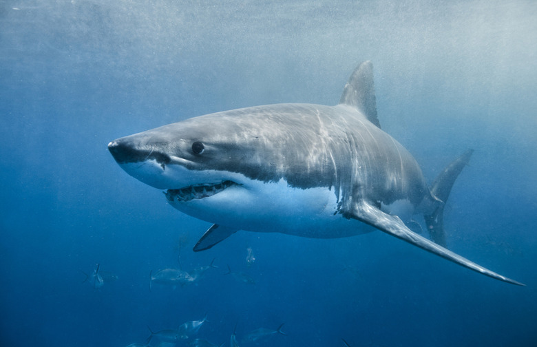 'Jumped the Shark'