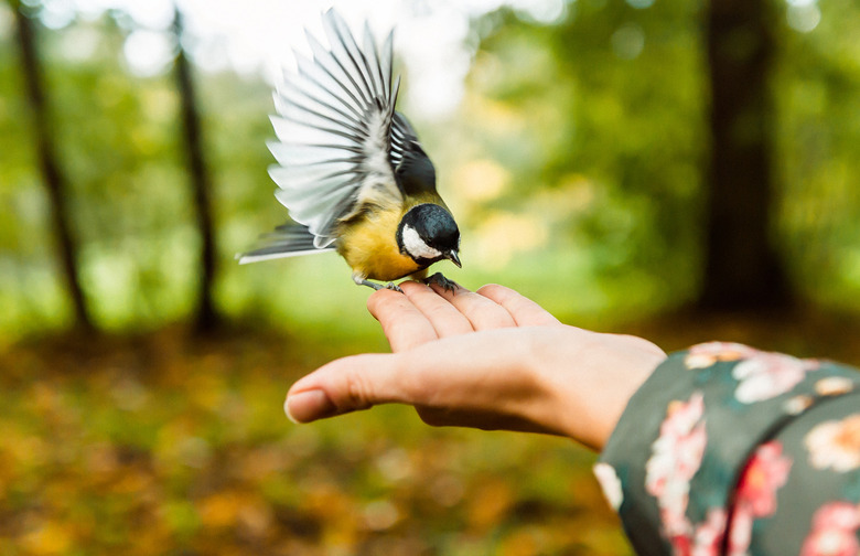 'For the Birds'