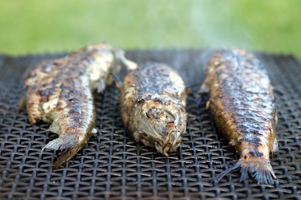 Stress: Trout