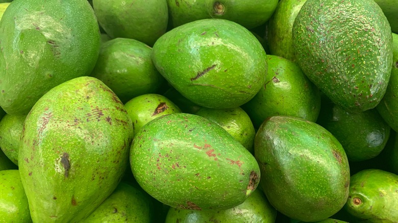 green unripe avocados in pile