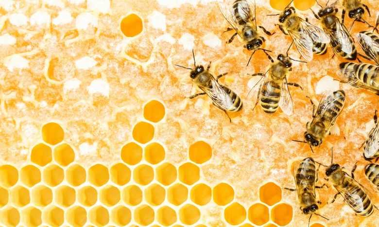 bees