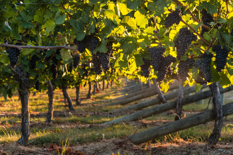 Pinot Noir