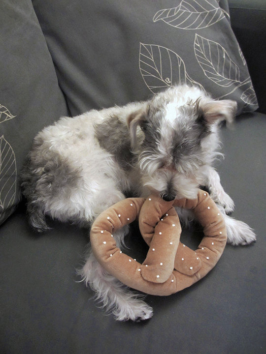 Gifts for Your Dog