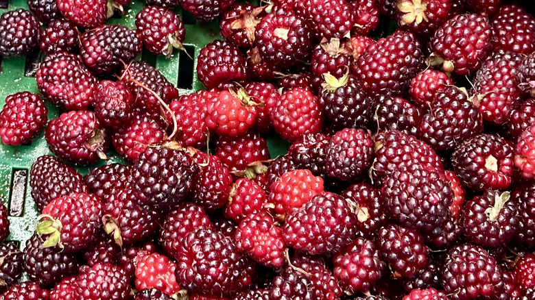 Andean Blackberries in a green bin