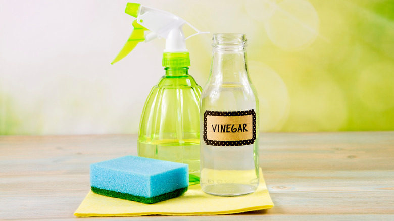 Distilled white vinegar in a spray bottle