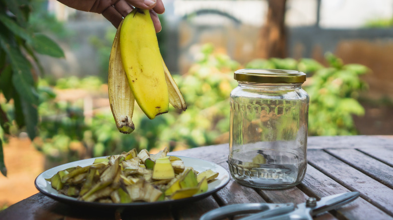 Gardener holding a banana peel over a plate of chopped peel on a table next to an empty glass jar and scissors with a blurred garden in the background
