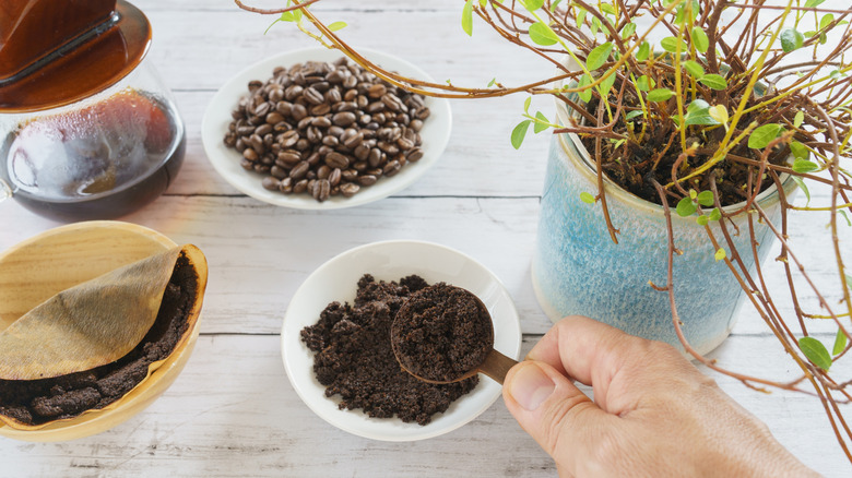Gardener scooping used coffee grounds to add to potted plant soil with fresh coffee beans, a pot of coffee, and used filter of coffee grounds on a table