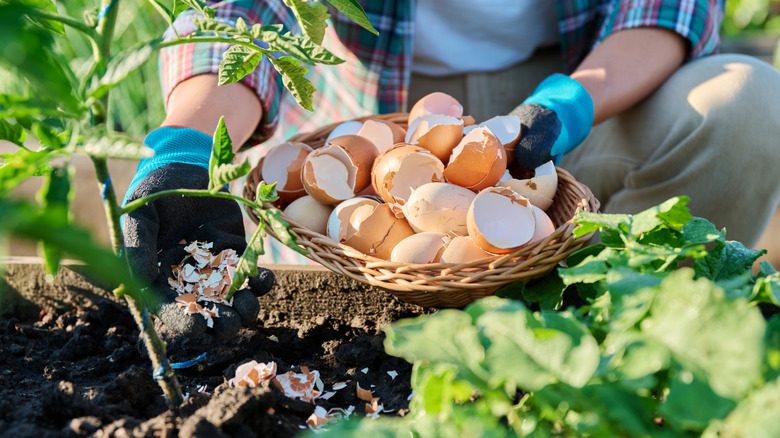 Gardener fertilizing tomatoes with eggshells