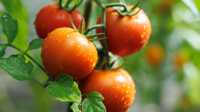 Four tomatoes in tomato garden