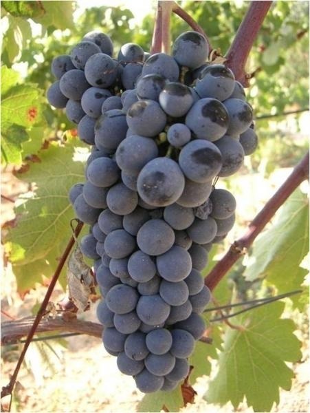 Mercouri Estate winery