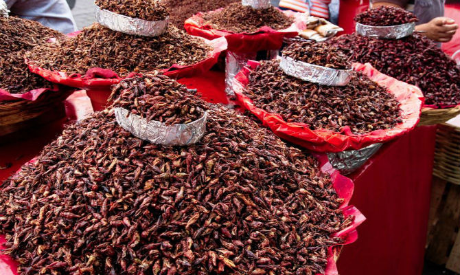 chapulines